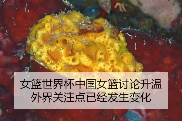 女篮世界杯中国女篮讨论升温 外界关注点已经发生变化